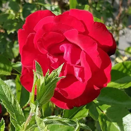 Schnuckelig Und Fein Lejlighed *
